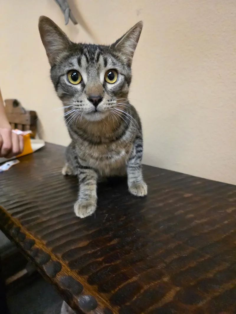 Cassidy  All Tabby thumbnail 3