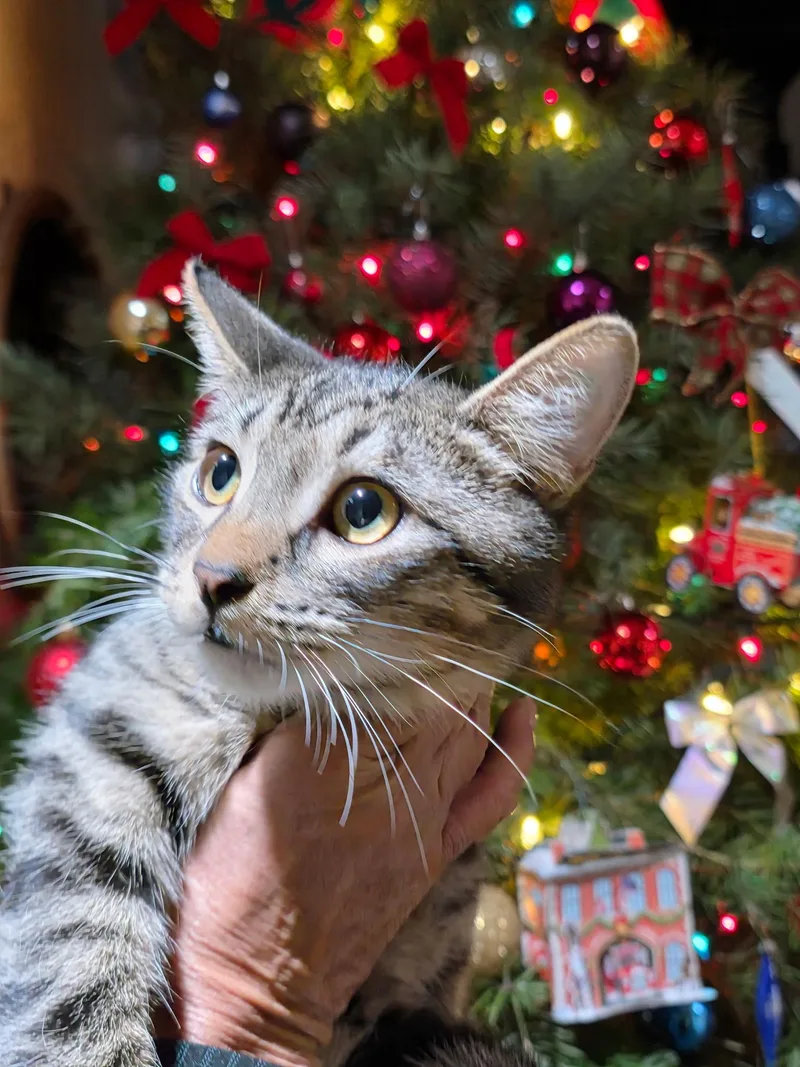 Cassidy  All Tabby thumbnail 4