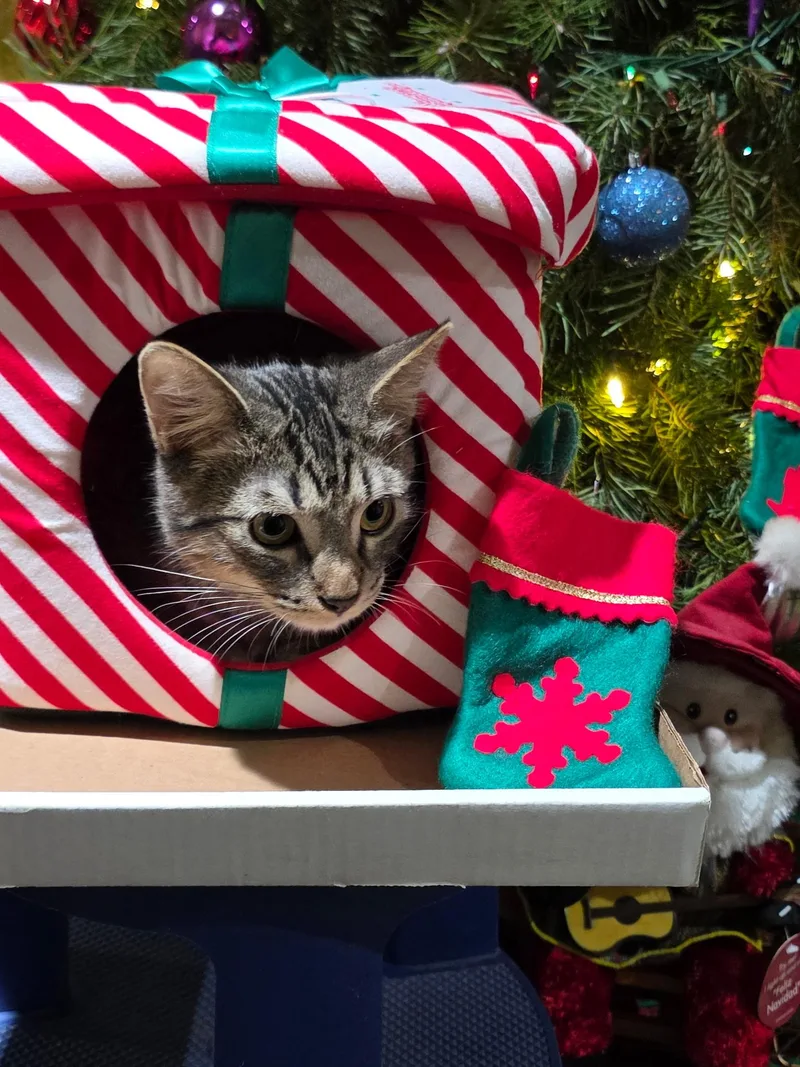 Cassidy  All Tabby thumbnail 5