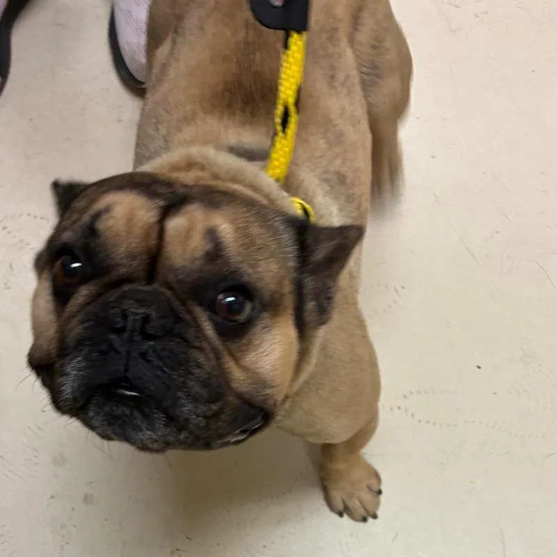 An adult small-sized male Brown / Chocolate French Bulldog dog named Gucci for adoption in Santa Barbara, CA