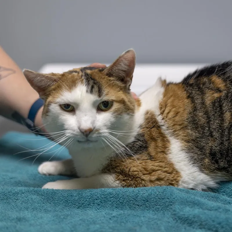An adult medium-sized female Calico Domestic Short Hair cat named Cici for adoption in Richland Center, WI