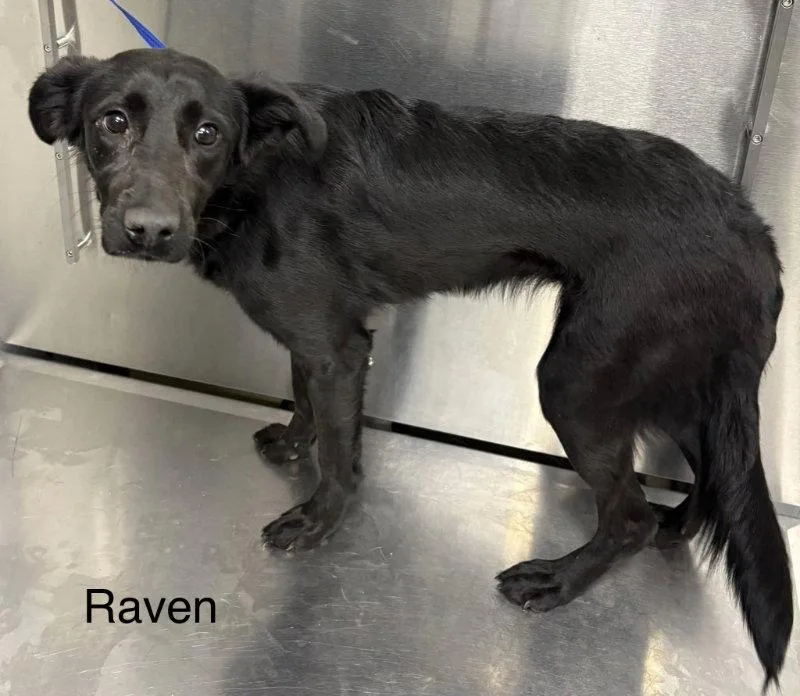 Raven