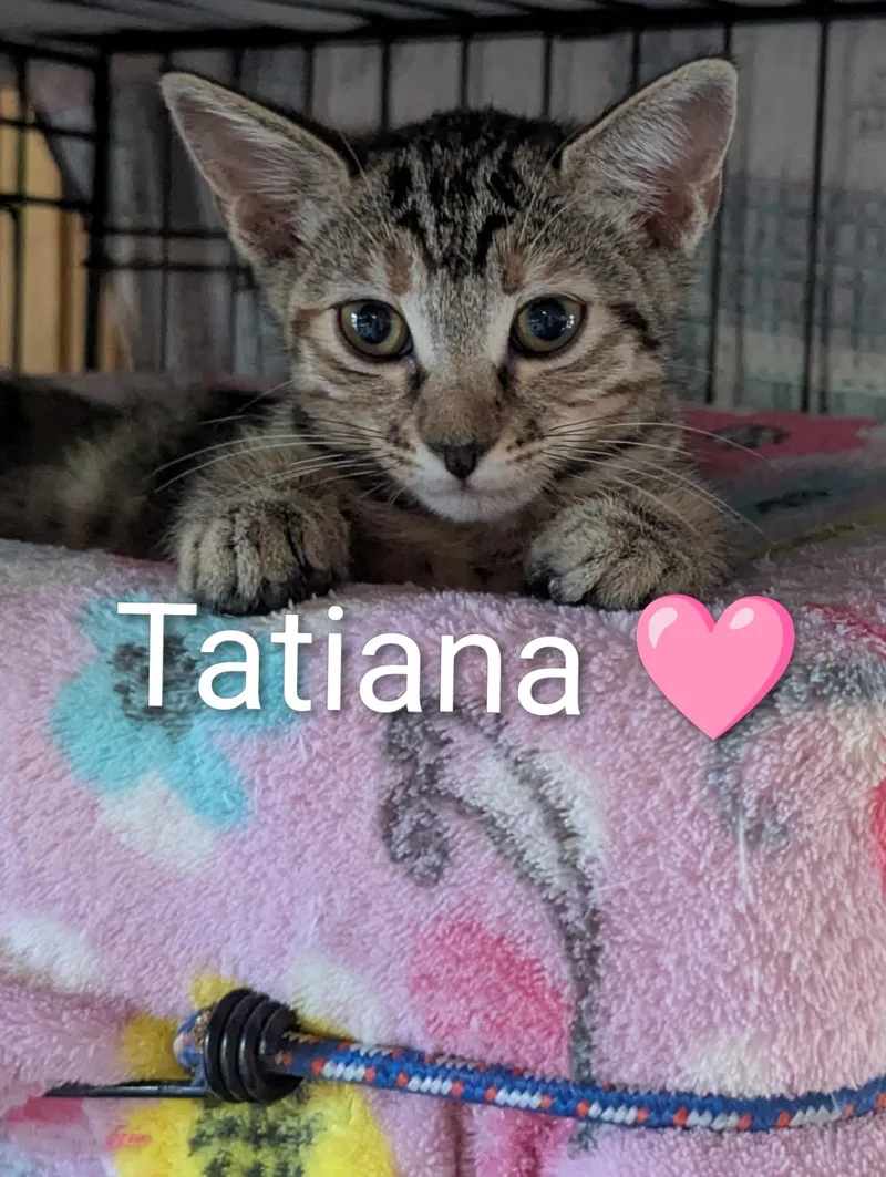 A baby medium-sized female Tabby (Buff / Tan / Fawn) Domestic Short Hair cat named Tatiana for adoption in Sonora, CA