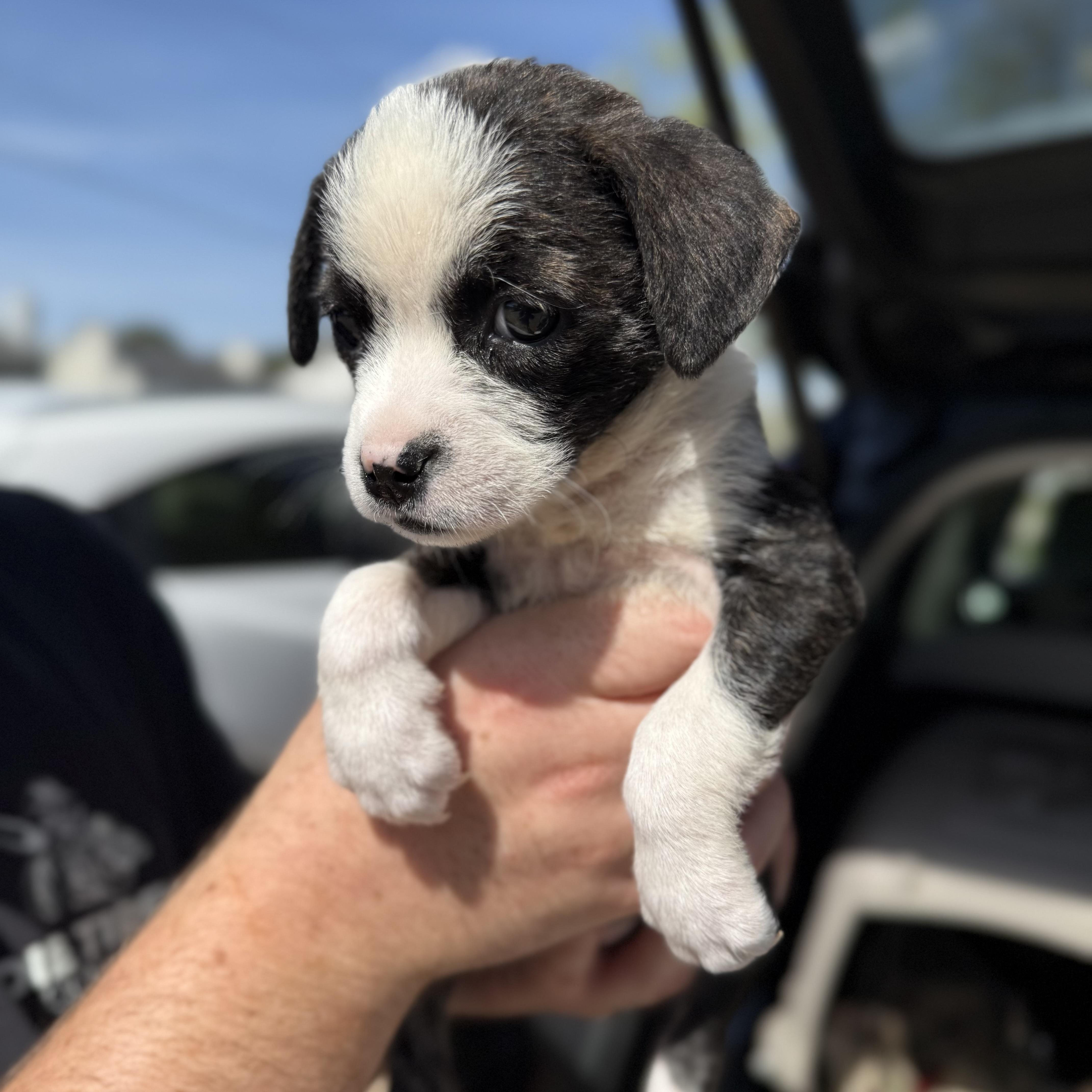 Beanie Babies thumbnail 4