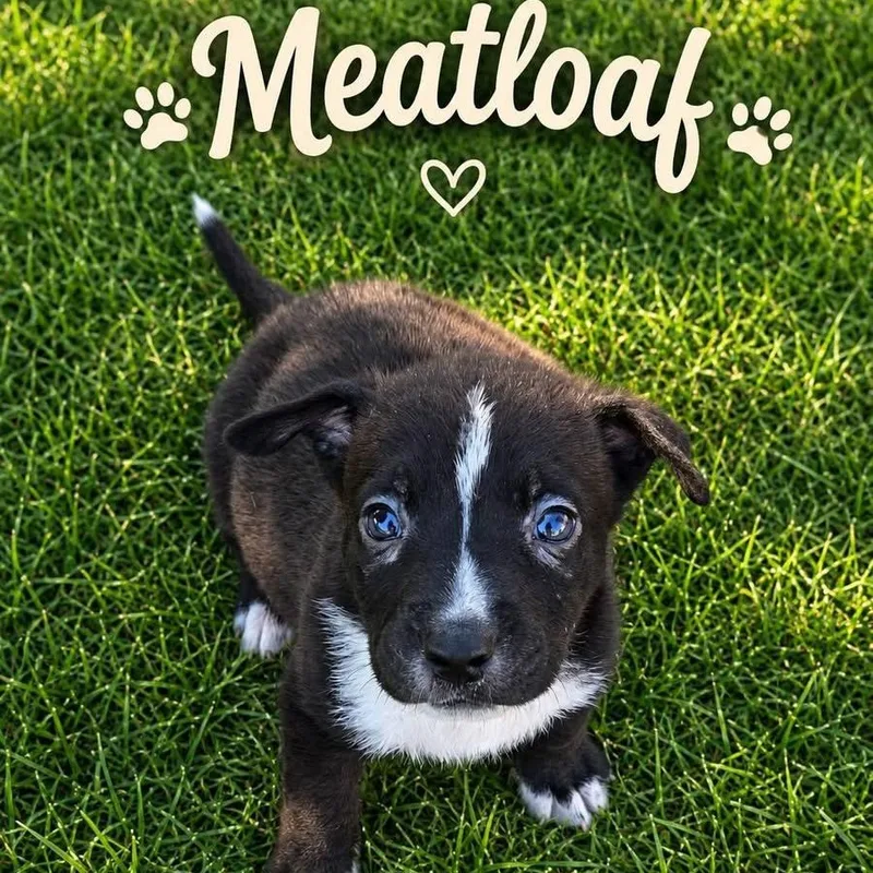 A baby medium-sized male Black Mixed Breed dog named Meatloaf for adoption in Brewton, AL