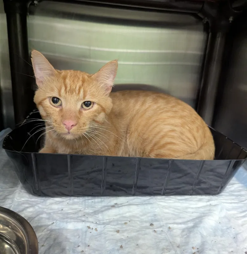 A young medium-sized male Domestic Short Hair cat named Lightning Bolt for adoption in La Porte, IN