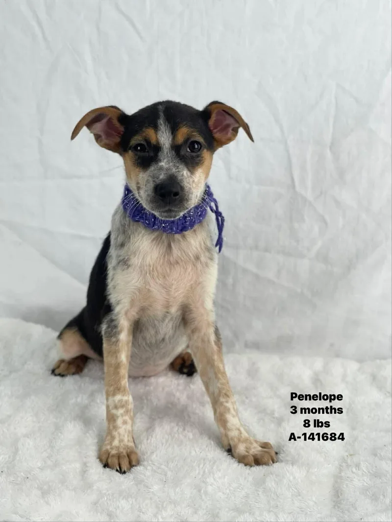 A baby medium-sized female Mixed Breed dog named Penelope for adoption in Holbrook, NY
