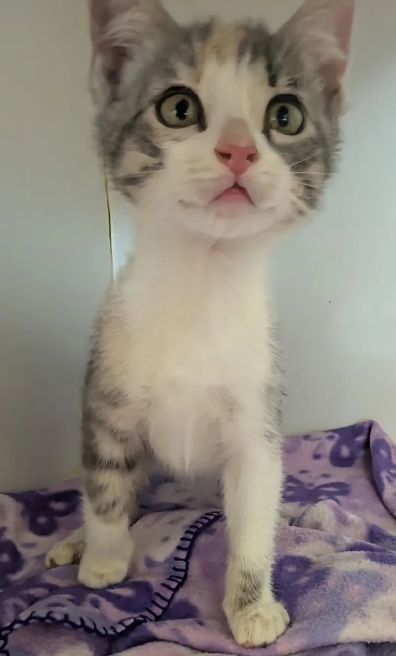 A baby small-sized female Domestic Short Hair cat named Artemisia for adoption in Texas City, TX