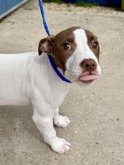 A baby medium-sized female Pit Bull Terrier dog named Suzy Cute for adoption in New Orleans, LA