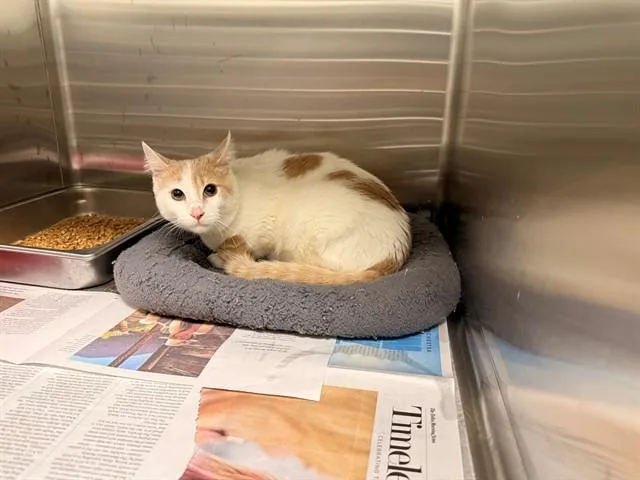 A young small-sized male Domestic Short Hair cat named Ali Baba for adoption in Garland, TX