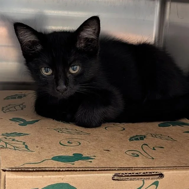 A baby small-sized female Domestic Short Hair cat named Rootbeer for adoption in Olivette, MO