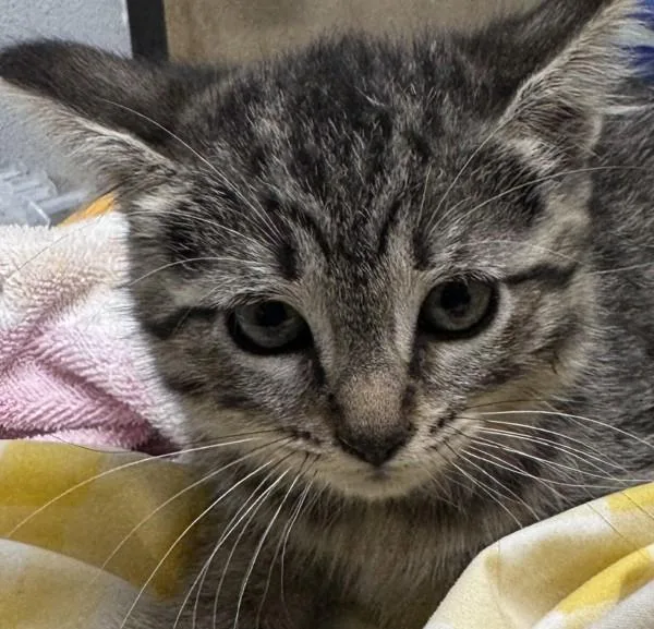 A baby small-sized female Domestic Short Hair cat named Darla for adoption in Escondido, CA