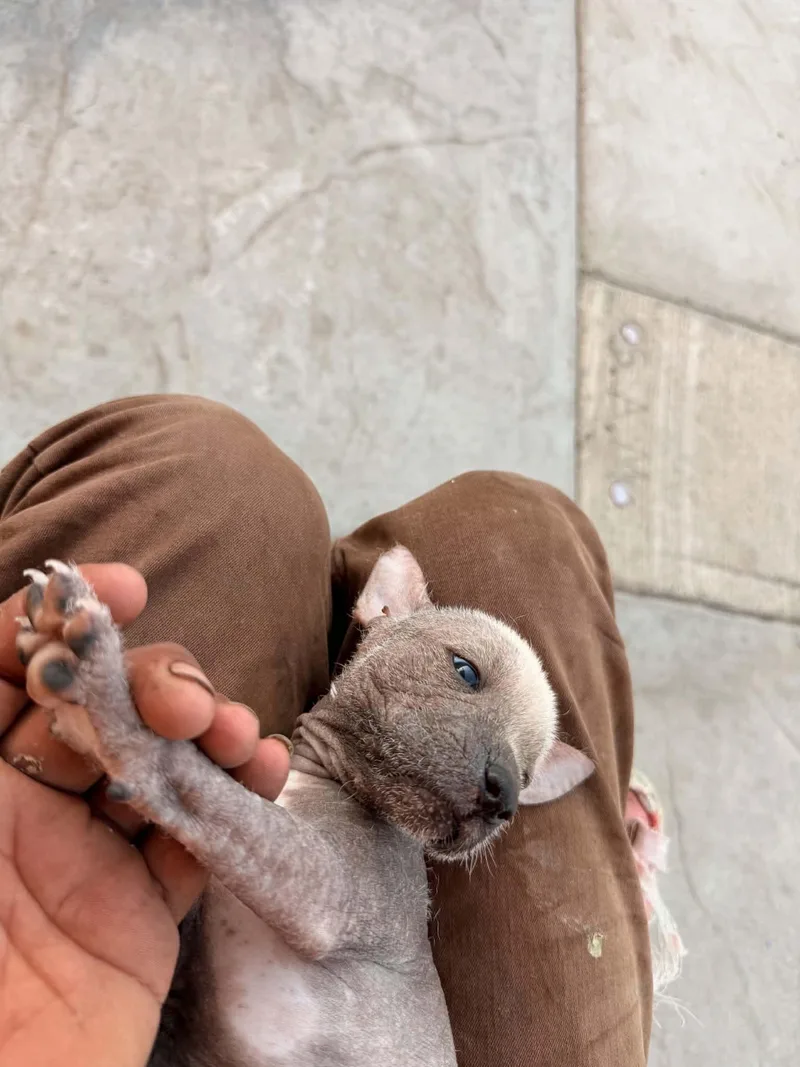 A baby medium-sized male Xoloitzcuintli / Mexican Hairless dog named Ragnar for adoption in Corona, CA