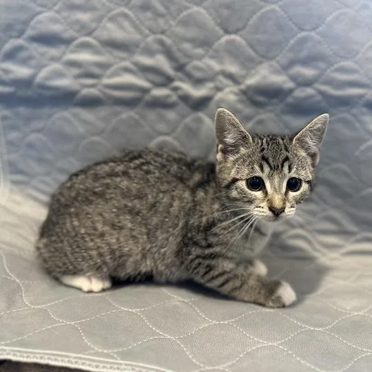 A baby small-sized female Brown / Chocolate Domestic Short Hair cat named Izawa for adoption in Matteson, IL