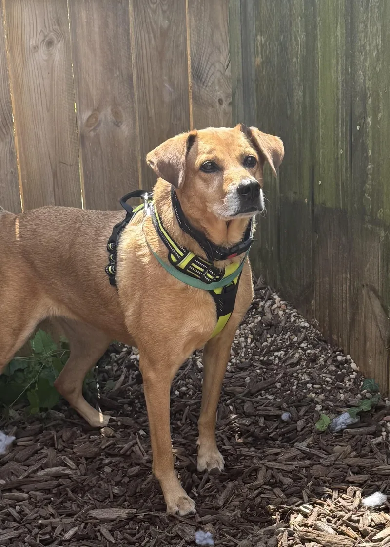 An adult medium-sized female Yellow Labrador Retriever dog named Maze for adoption in Ellicott City, MD