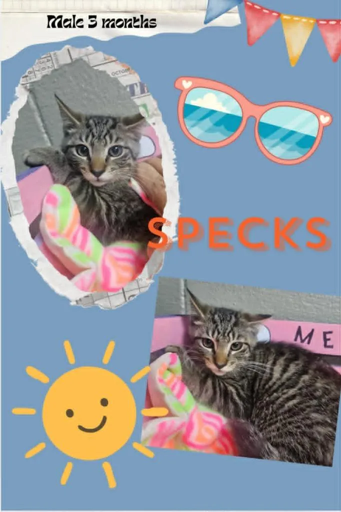 A baby small-sized male Domestic Short Hair cat named Specks for adoption in Blountville, TN