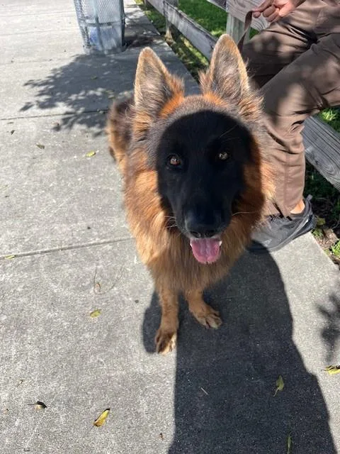 An adult large-sized male German Shepherd Dog dog named Wolf for adoption in Miami, FL