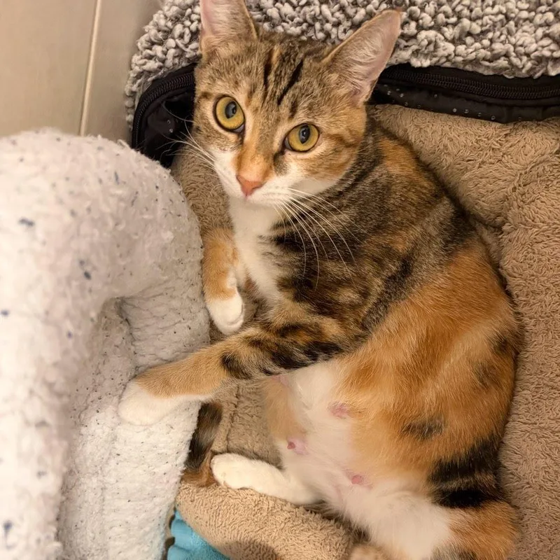 An adult medium-sized female Calico Domestic Short Hair cat named Lark for adoption in East Hanover, NJ