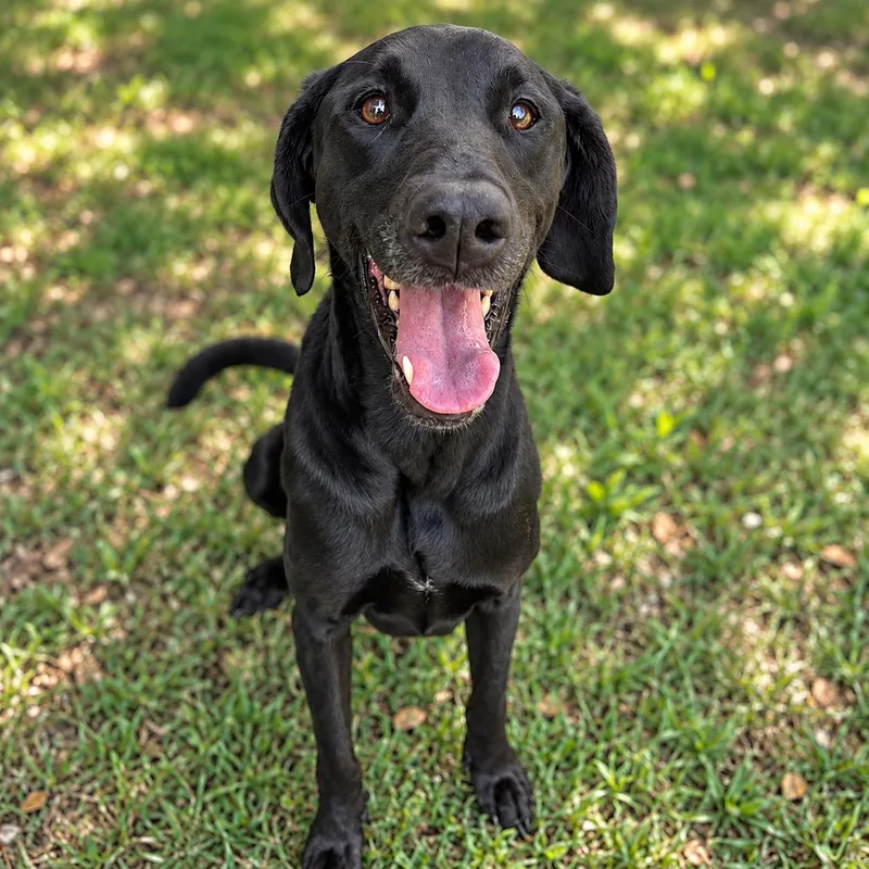 An adult large-sized female Labrador Retriever dog named Gabby for adoption in House Springs, MO