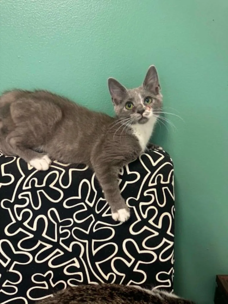 A baby medium-sized female Domestic Short Hair cat named Magic for adoption in Marion, OH