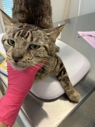 An adult large-sized male Domestic Short Hair cat named Luke for adoption in Lafayette, IN