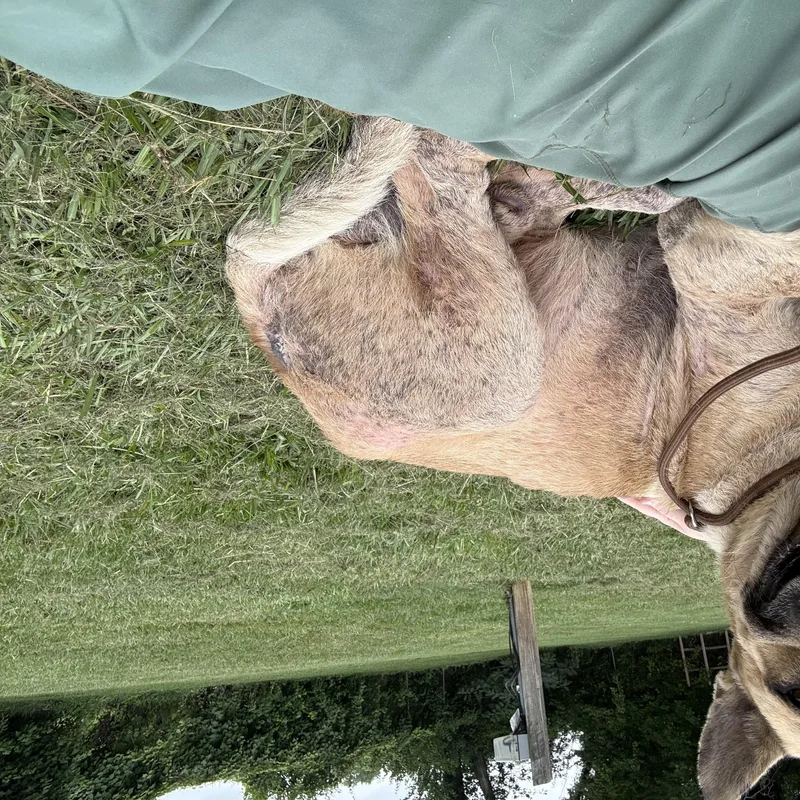 Arthur the perfect best thumbnail 3
