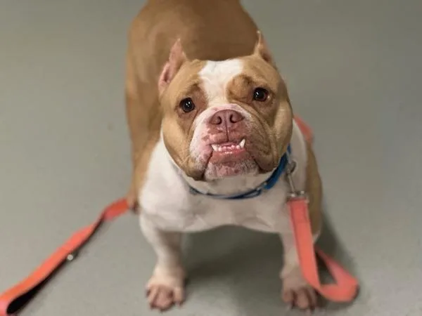 A young medium-sized female Mixed Breed dog named Maple Frosted Cookie for adoption in Ridgewood, NY