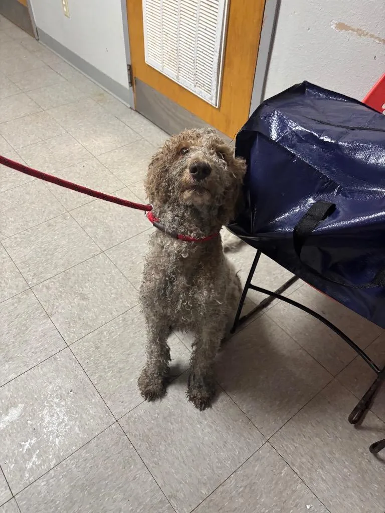 An adult medium-sized male Poodle dog named Gering for adoption in Sorrento, LA