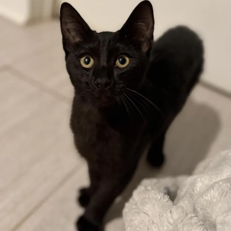 A baby medium-sized male Domestic Short Hair cat named Inky for adoption in Cumming, GA