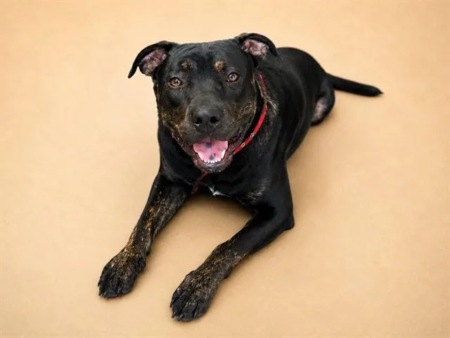 A young large-sized male Mixed Breed dog named Hal Jordan for adoption in Jacksonville, FL
