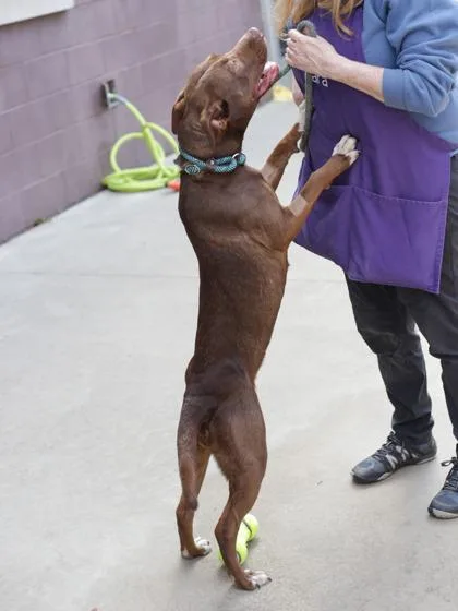An adult medium-sized female Mixed Breed dog named Layla for adoption in Chamblee, GA
