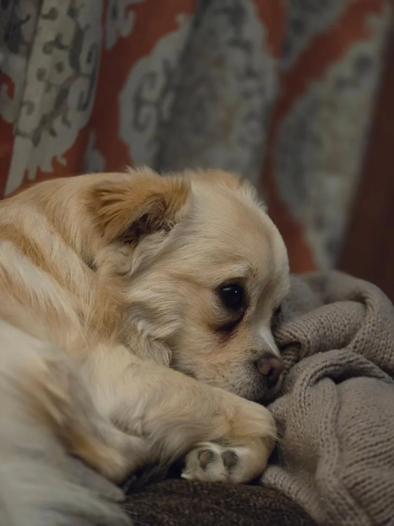 An adult small-sized male Apricot / Beige Pomeranian dog named Cooper for adoption in Maryville, TN