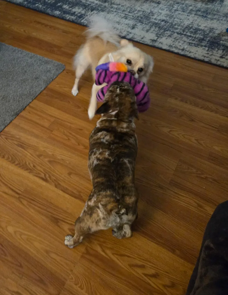 Cooper thumbnail 2
