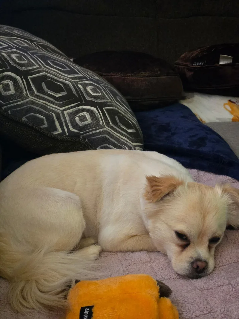 Cooper thumbnail 3