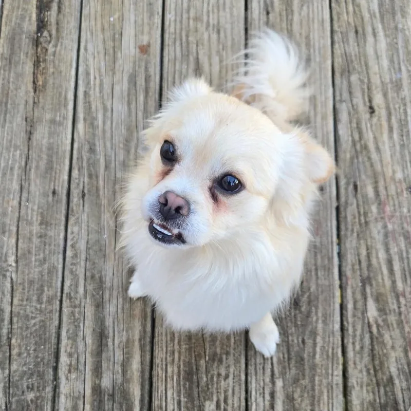 Cooper thumbnail 4
