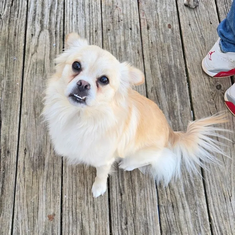 Cooper thumbnail 5