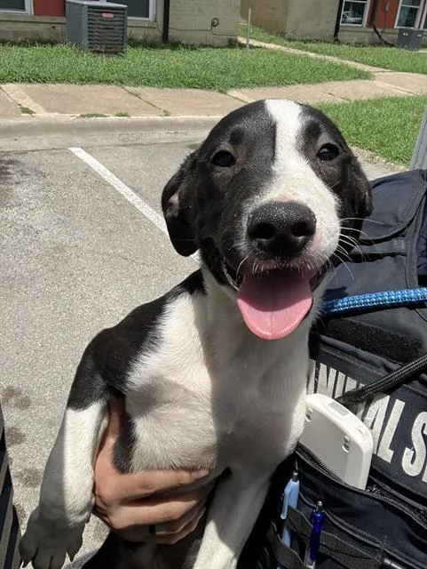 A baby large-sized male Mixed Breed dog named Stitch for adoption in Dallas, TX