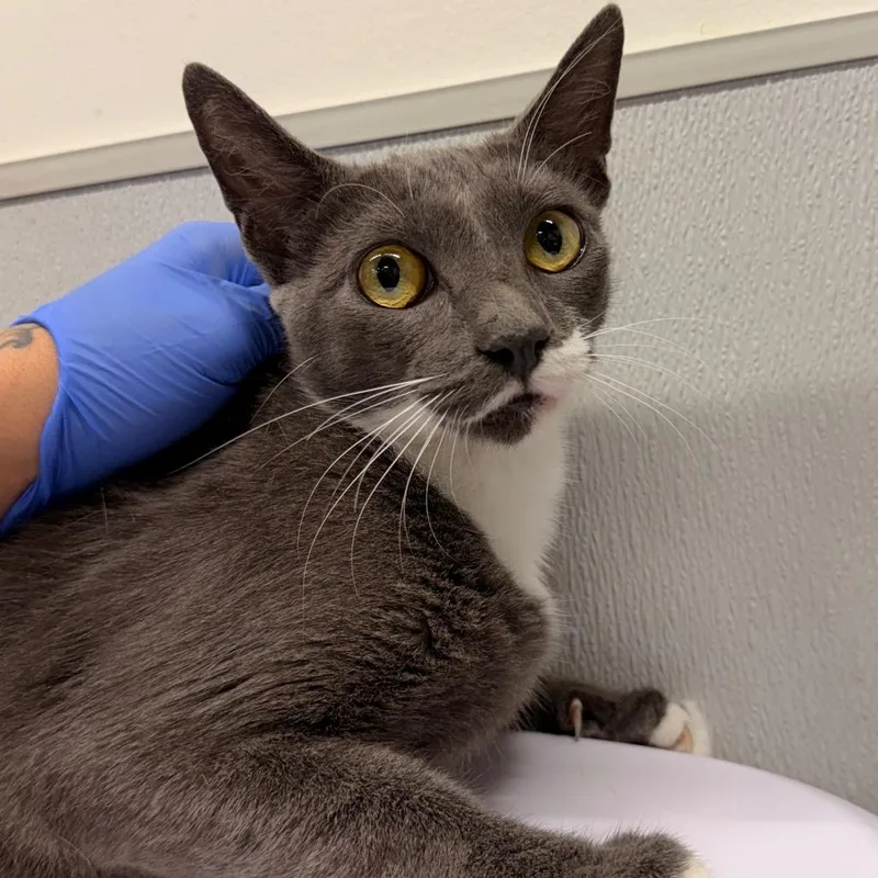 An adult medium-sized female Gray / Blue / Silver Domestic Short Hair cat named Bonnie for adoption in Tampa, FL