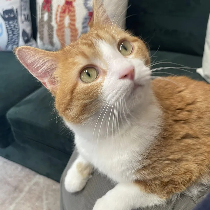 An adult medium-sized male Orange & White Domestic Short Hair cat named Celcius for adoption in Mokena, IL