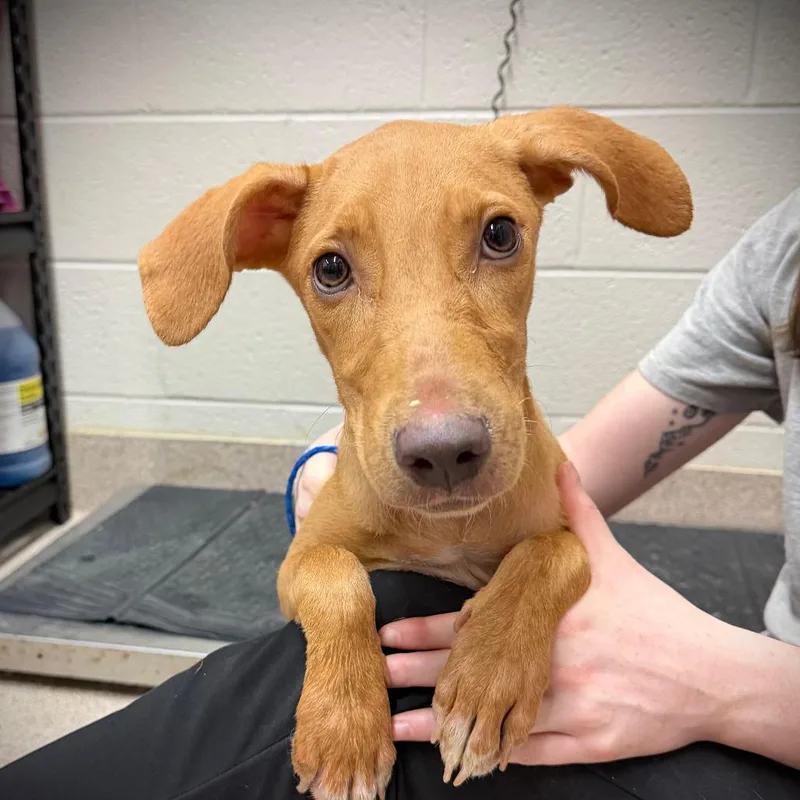 A young medium-sized female Brown / Chocolate Mixed Breed dog named Maple for adoption in Ardmore, OK