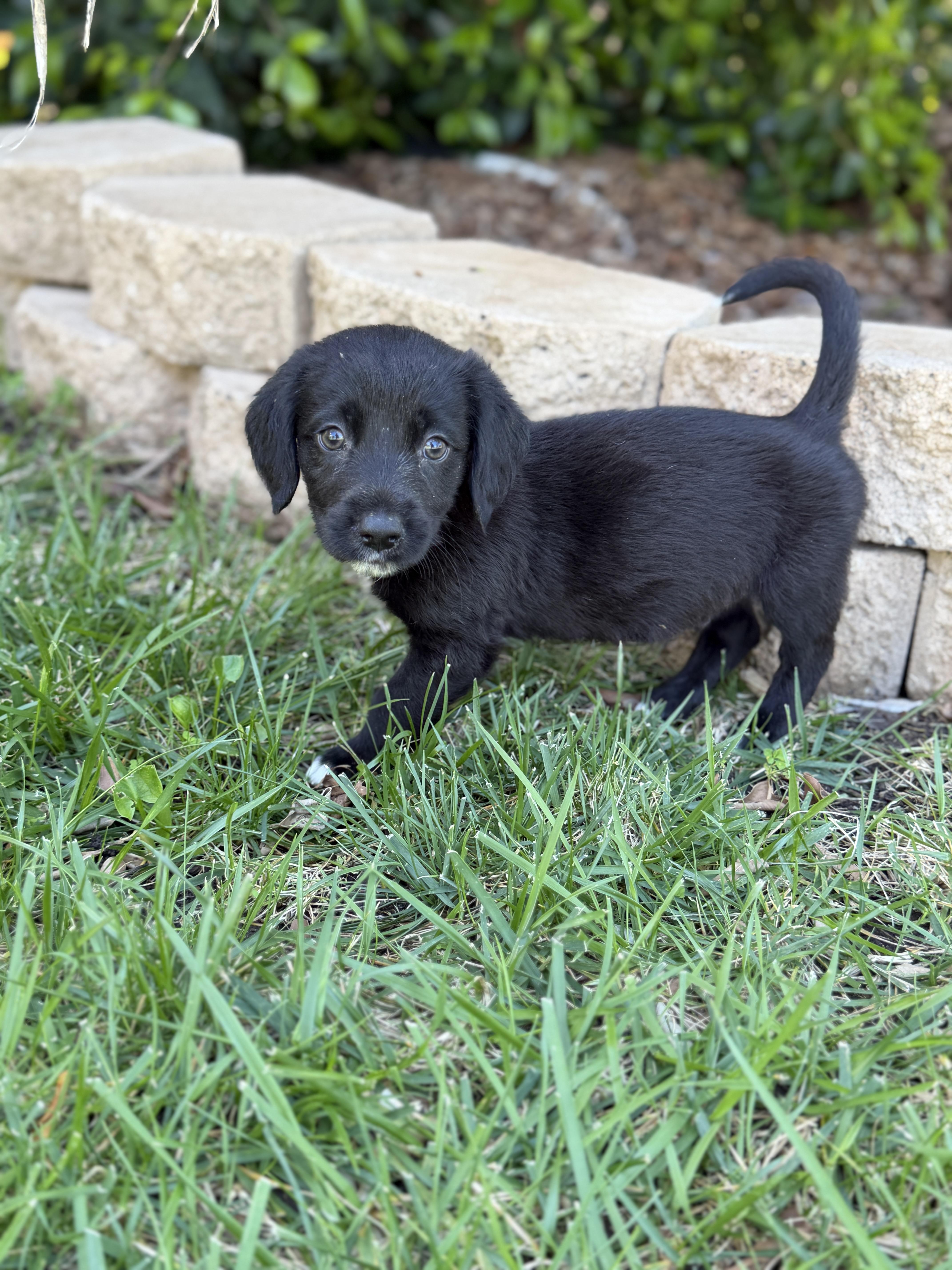 A baby medium-sized male Beagle dog named Piano for adoption in San Diego, CA