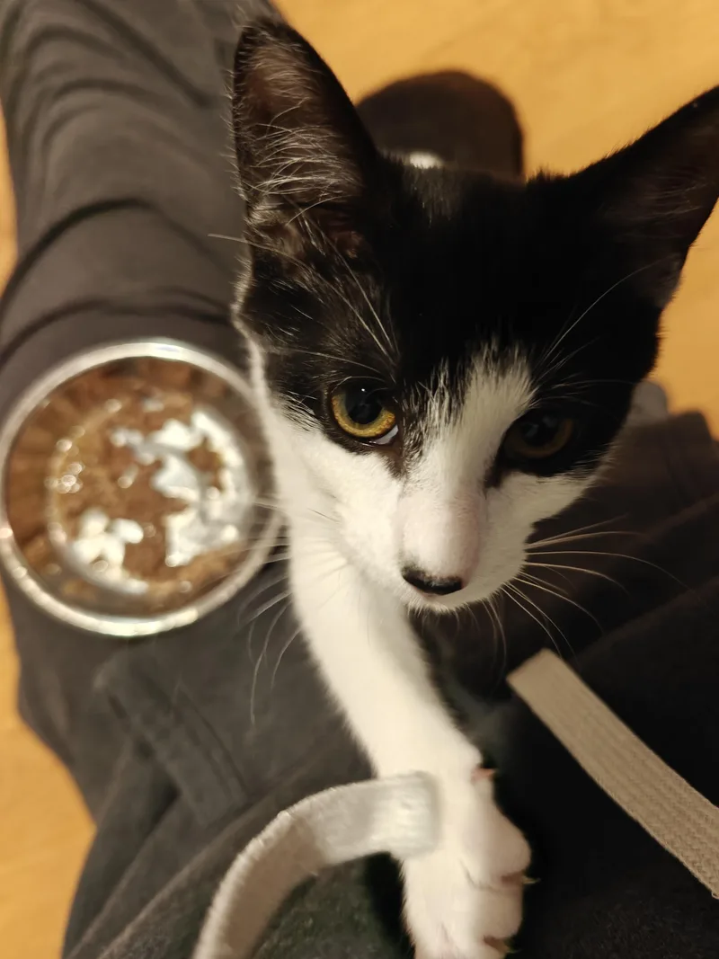 A baby small-sized female Black & White / Tuxedo Domestic Short Hair cat named Atari for adoption in New Britain, CT