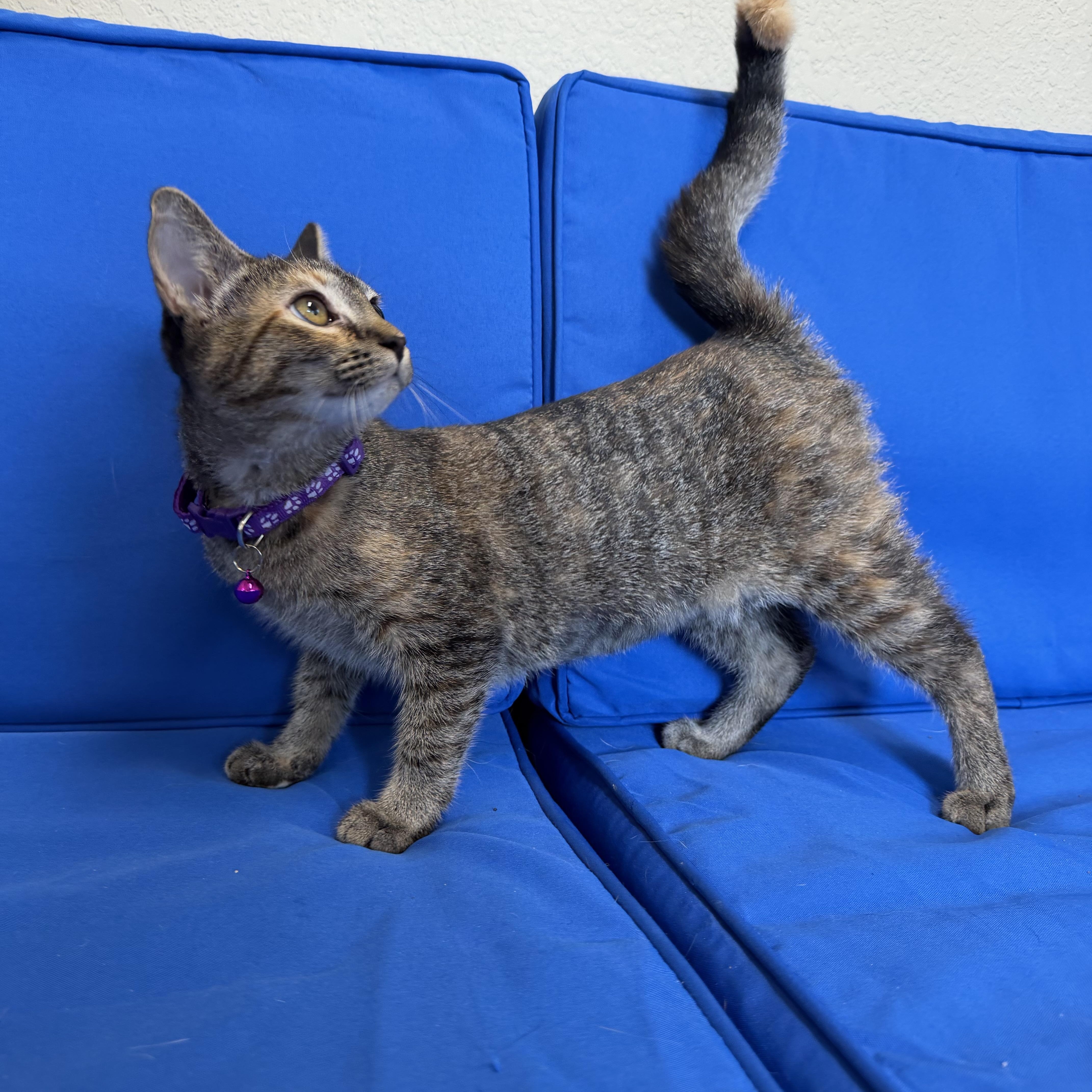 A baby small-sized female Tabby (Gray / Blue / Silver) Domestic Short Hair cat named Toast for adoption in Plant City, FL
