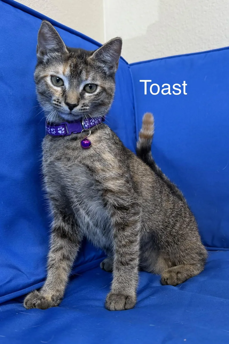 Toast thumbnail 3