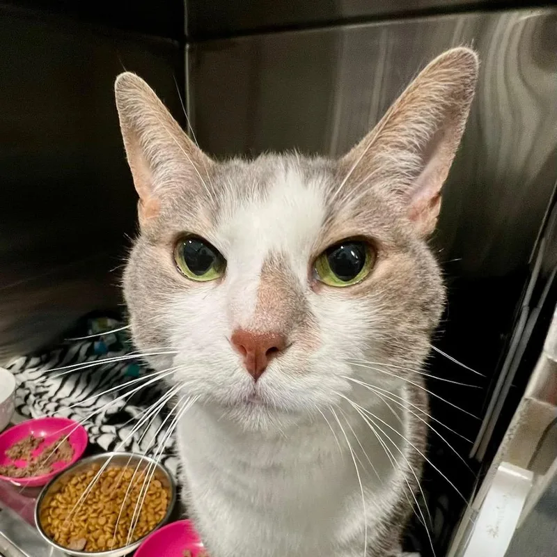A senior large-sized male Domestic Short Hair cat named Cricket for adoption in Cumming, GA