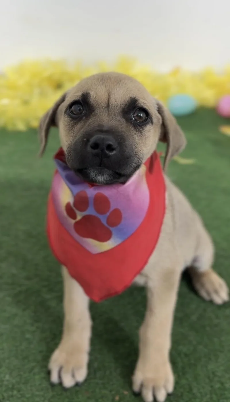 A baby medium-sized female Brown / Chocolate Labrador Retriever dog named Sweetie for adoption in Carlsbad, CA