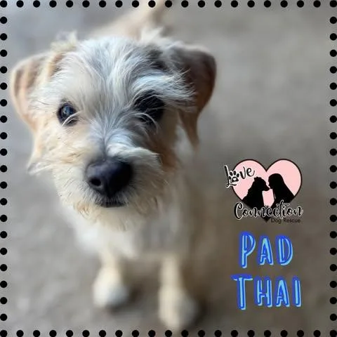 A baby small-sized male White / Cream Chihuahua dog named Pad Thai for adoption in Gilbert, AZ