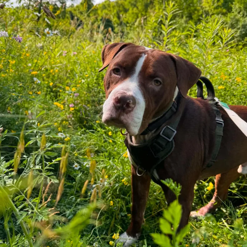 A young medium-sized male Mixed Breed dog named Palmer for adoption in Monroeville, PA