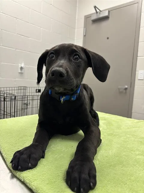A baby small-sized male Labrador Retriever dog named Lock for adoption in Indianapolis, IN