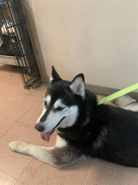 Nala